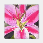 Hellrosa Lilie Teneriffa Blume Kunstmagnet Magnet (Vorne)