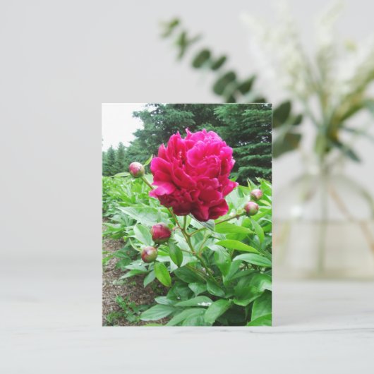 Hellrosa-Peony-Postkarte Postkarte (Stehend Vorderseite)
