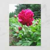 Hellrosa-Peony-Postkarte Postkarte (Vorderseite)