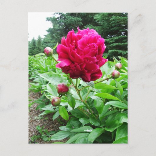 Hellrosa-Peony-Postkarte Postkarte (Vorderseite)