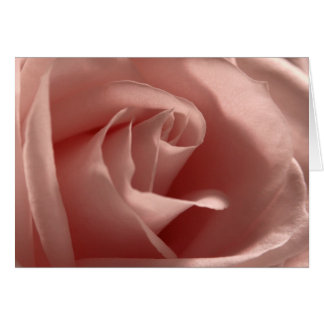 Hellrosa-Rose