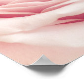 Hellrosa Rose Blume - Rose Blume Blumenstrauß Poster (Ecke)