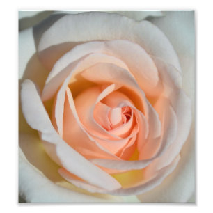 Hellrosa Rose Fotodruck