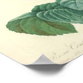 Hellrosa Rose von Redoute Poster (Ecke)
