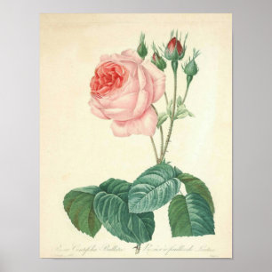 Hellrosa Rose von Redoute Poster