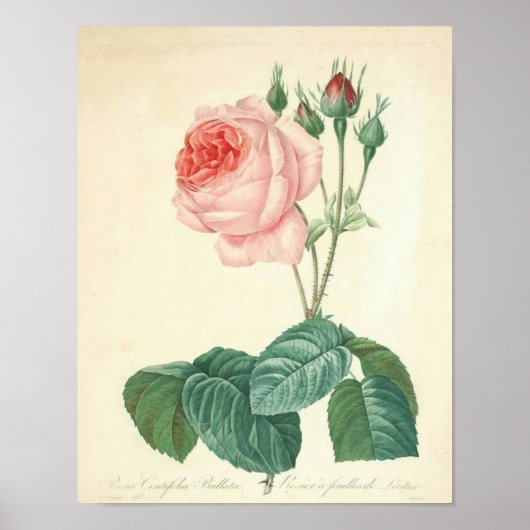 Hellrosa Rose von Redoute Poster (Vorne)