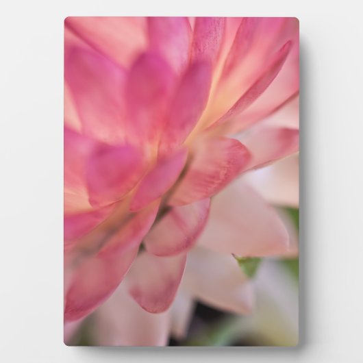 Hellrosa Strawblume Fotoplatte (Vorderseite)