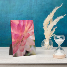 Hellrosa Strawblume Fotoplatte