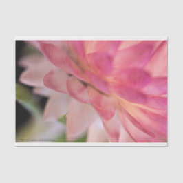 Hellrosa Strawblume Seidenpapier