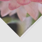 Hellrosa Strawblume Seidenpapier (Ausschnitt)