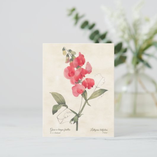Hellrosa Sweet Pea Vintag botanisch Postkarte (Stehend Vorderseite)