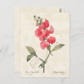 Hellrosa Sweet Pea Vintag botanisch Postkarte (Vorne/Hinten)