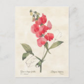 Hellrosa Sweet Pea Vintag botanisch Postkarte (Vorderseite)