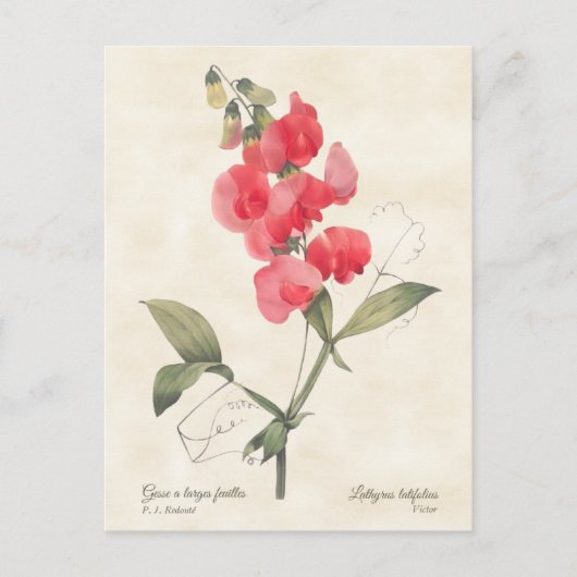 Hellrosa Sweet Pea Vintag botanisch Postkarte (Vorderseite)