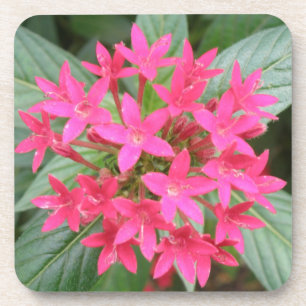 Hellrosa tropische Blume Cork Untersetzer