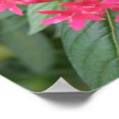 Hellrosa tropische Blume Poster (Ecke)
