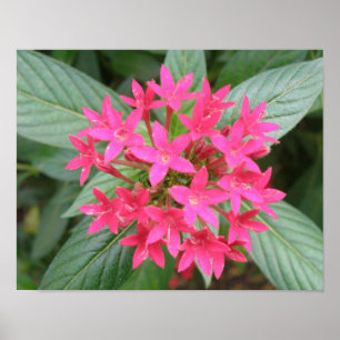 Hellrosa tropische Blume Poster