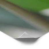 Hellrosa Tulip Blume Poster (Ecke)