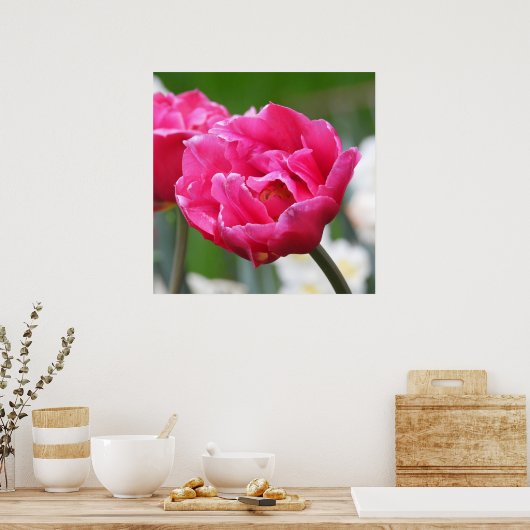 Hellrosa Tulip Blume Poster (Küche)