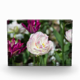 Hellrosa Tulpen an einem sonnigen Tag Fotoblock