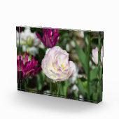 Hellrosa Tulpen an einem sonnigen Tag Fotoblock (Rechts)