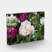 Hellrosa Tulpen an einem sonnigen Tag Fotoblock (Links)