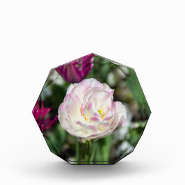 Hellrosa Tulpen an einem sonnigen Tag Fotoblock