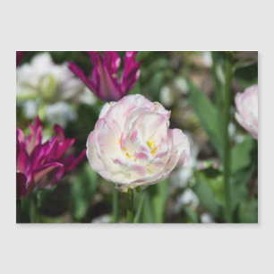 Hellrosa Tulpen an einem sonnigen Tag Magnetkarte