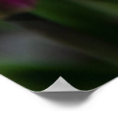 Hellrosa Tulpen an einem sonnigen Tag Poster (Ecke)