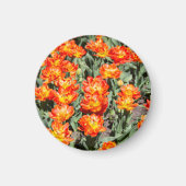 Hellrosa Tulpen Magnet (Vorne)