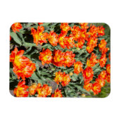 Hellrosa Tulpen Magnet (Horizontal)