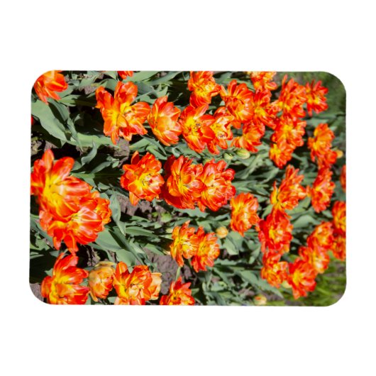 Hellrosa Tulpen Magnet (Horizontal)