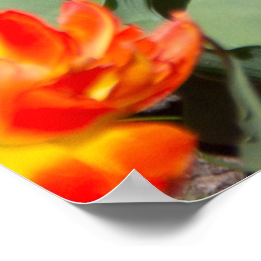 Hellrosa Tulpen Poster (Ecke)