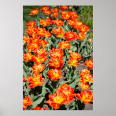 Hellrosa Tulpen Poster (Vorne)