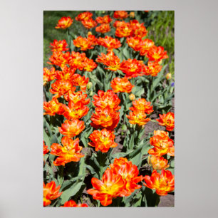 Hellrosa Tulpen Poster