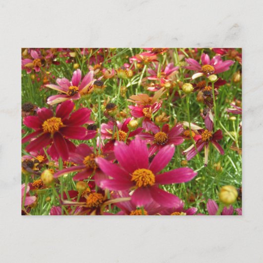 Hellrosa und gelbe Daisy-Blume Postkarte (Vorderseite)