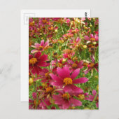 Hellrosa und gelbe Daisy-Blume Postkarte (Vorne/Hinten)