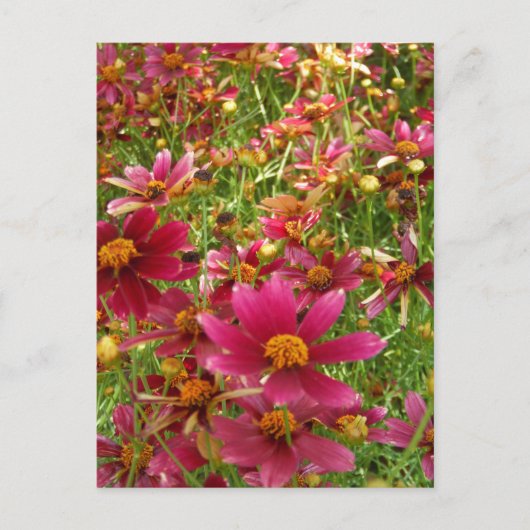 Hellrosa und gelbe Daisy-Blume Postkarte (Vorderseite)