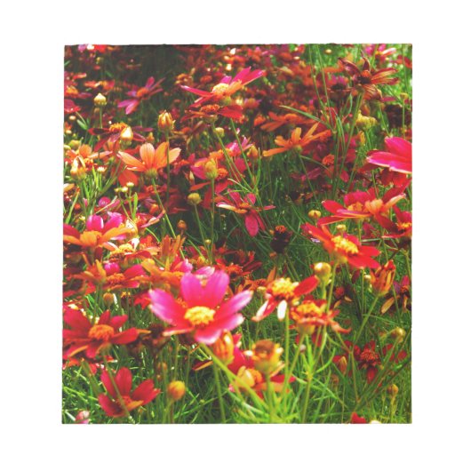 Hellrosa und gelbe Daisy Wilde Blume Notizblock (Vorderseite)