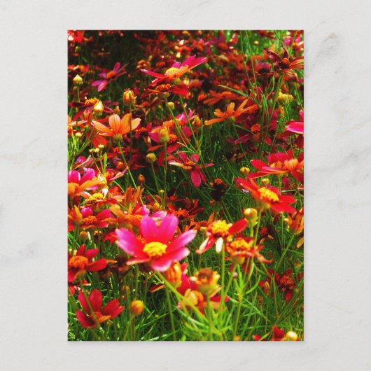 Hellrosa und gelbe Daisy Wilde Blume Postkarte (Vorderseite)