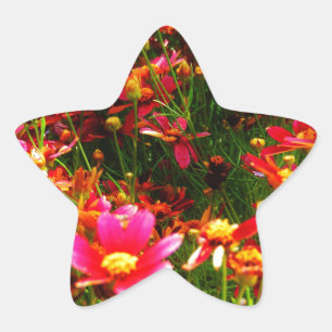 Hellrosa und gelbe Daisy Wilde Blume Stern-Aufkleber
