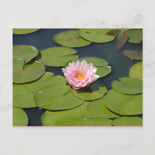 Hellrosa und gelbe Postkarte (Vorderseite)