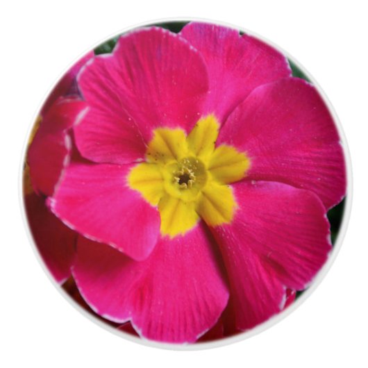 Hellrosa und gelbe Primrose-Blume Keramikknauf (Vorderseite)