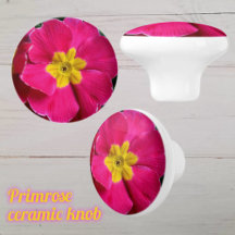 Hellrosa und gelbe Primrose-Blume
