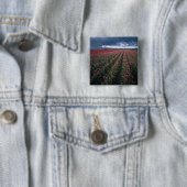 Hellrosa und rote Tulpen leuchten unter dunkler Fa Button (Beispiel)