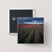 Hellrosa und rote Tulpen leuchten unter dunkler Fa Button (Vorne & Hinten)