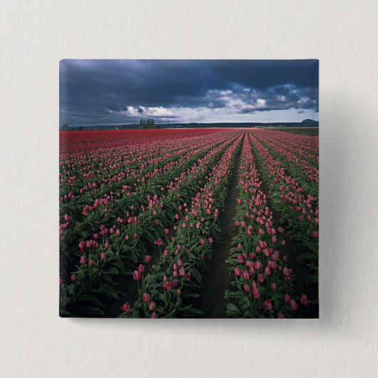 Hellrosa und rote Tulpen leuchten unter dunkler Fa Button (Vorderseite)