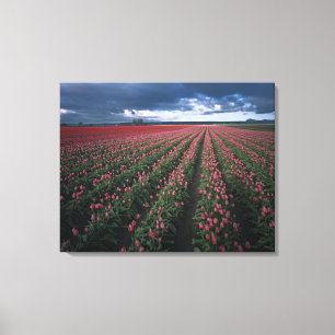 Hellrosa und rote Tulpen leuchten unter dunkler Fa Leinwanddruck