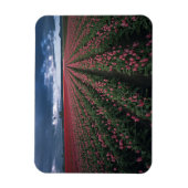 Hellrosa und rote Tulpen leuchten unter dunkler Fa Magnet (Vertikal)