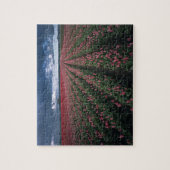 Hellrosa und rote Tulpen leuchten unter dunkler Fa Puzzle (Vertikal)